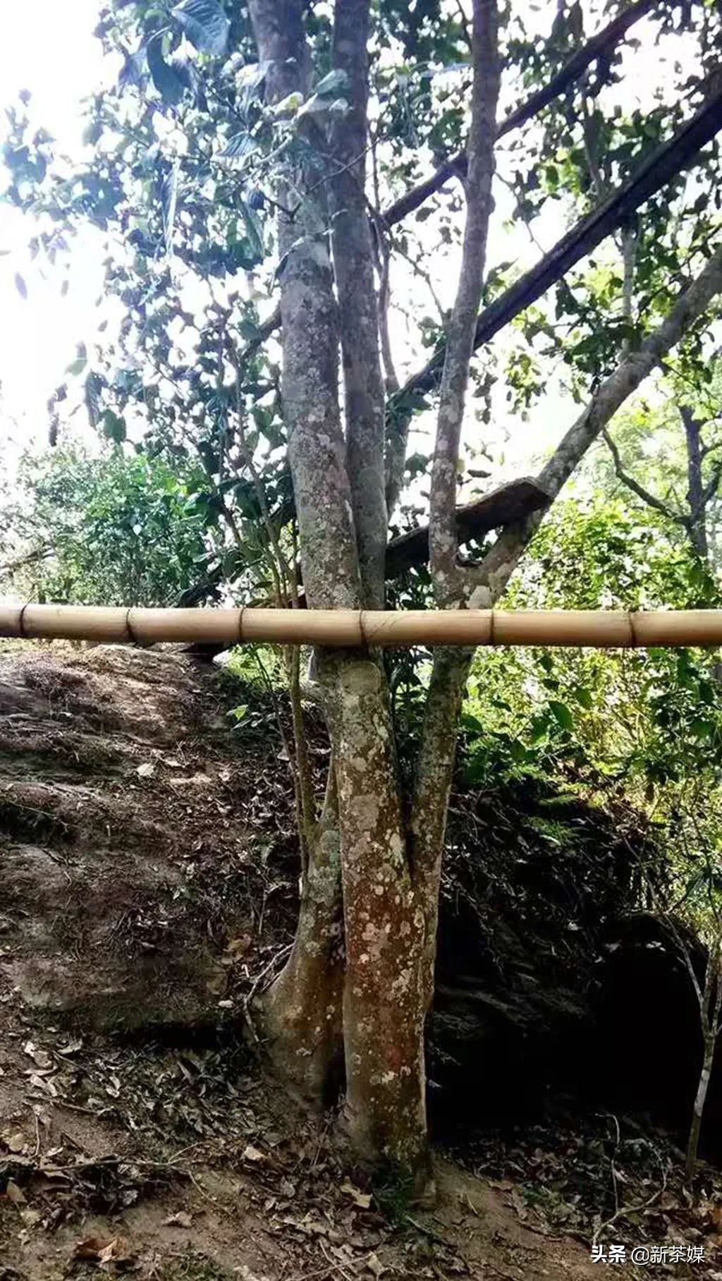 南糯山拔玛寨茶的特点,南糯山拔玛茶介绍