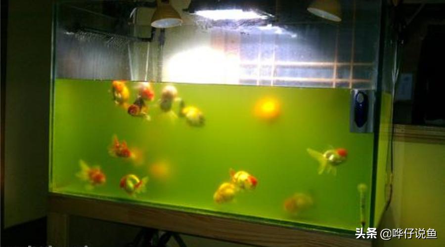 鱼缸长藻类是好事还是坏事,鱼缸长藻怎么处置