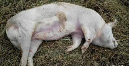 猪关节肿胀最佳治疗方法,猪浑身发紫高烧怎回事