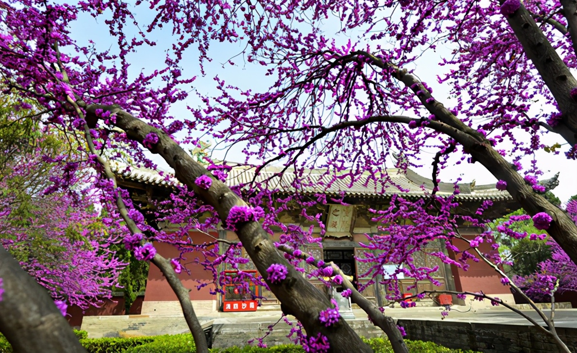 苹果正红景正美!在最甜的时候看最美的运城!