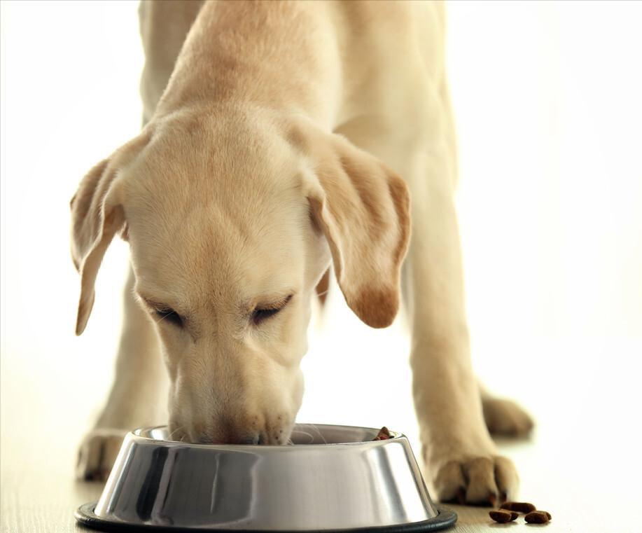 拉布拉多犬的串串多少钱一只,拉布拉多犬导盲犬多少钱一只