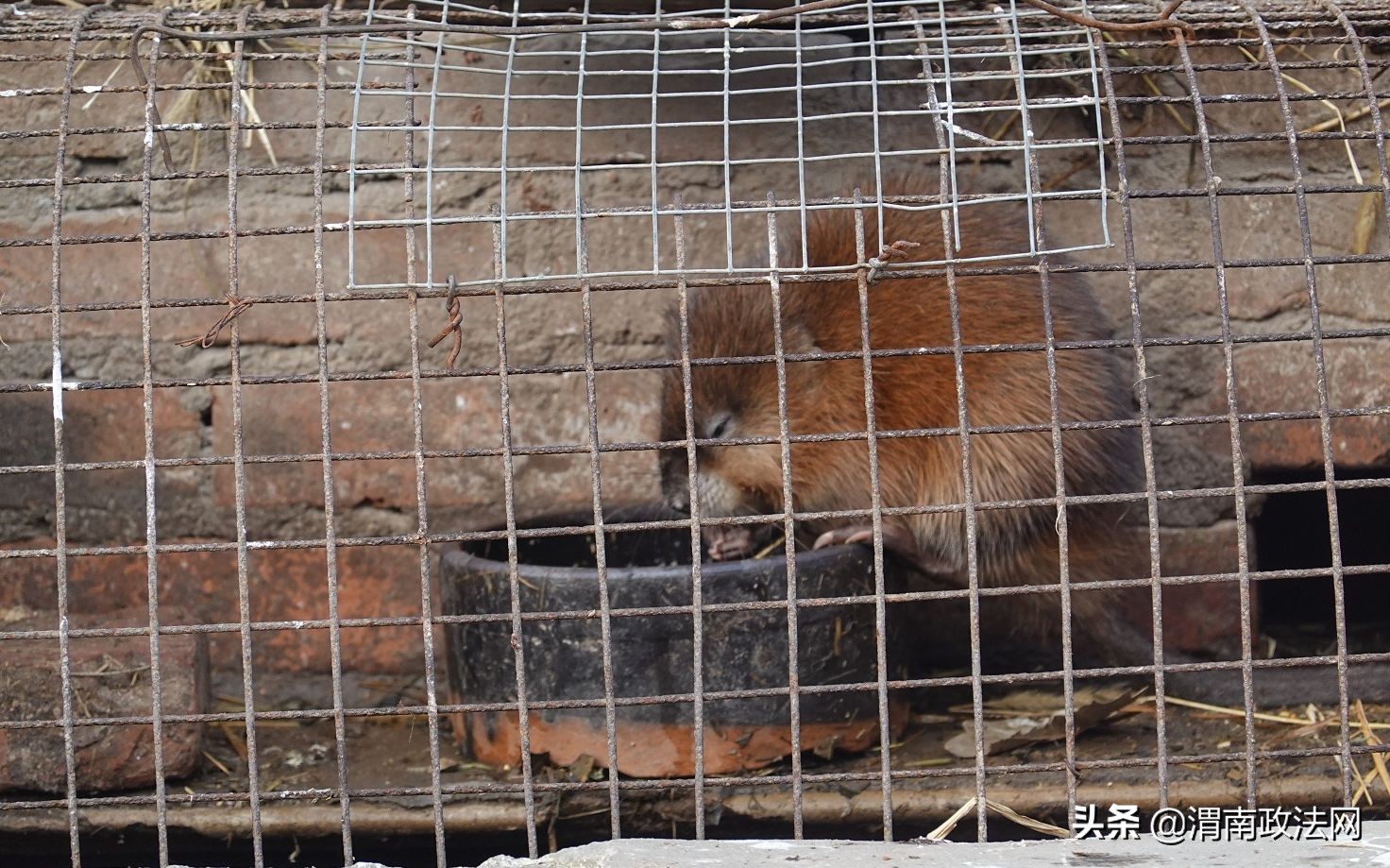 养猪改养泥鳅,养猪大户改行兔获丰收