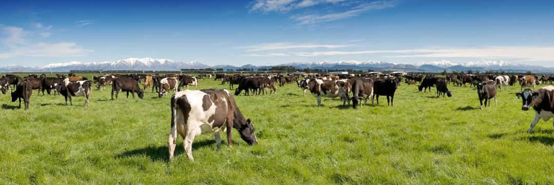 新希望爱瑞嘉奶粉的优缺点,为你们深度解密新希望爱瑞嘉奶粉