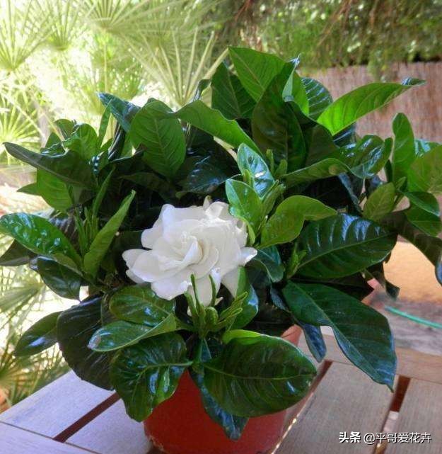 栀子花黄叶怎么养新手必看科普,栀子黄叶怎么防治