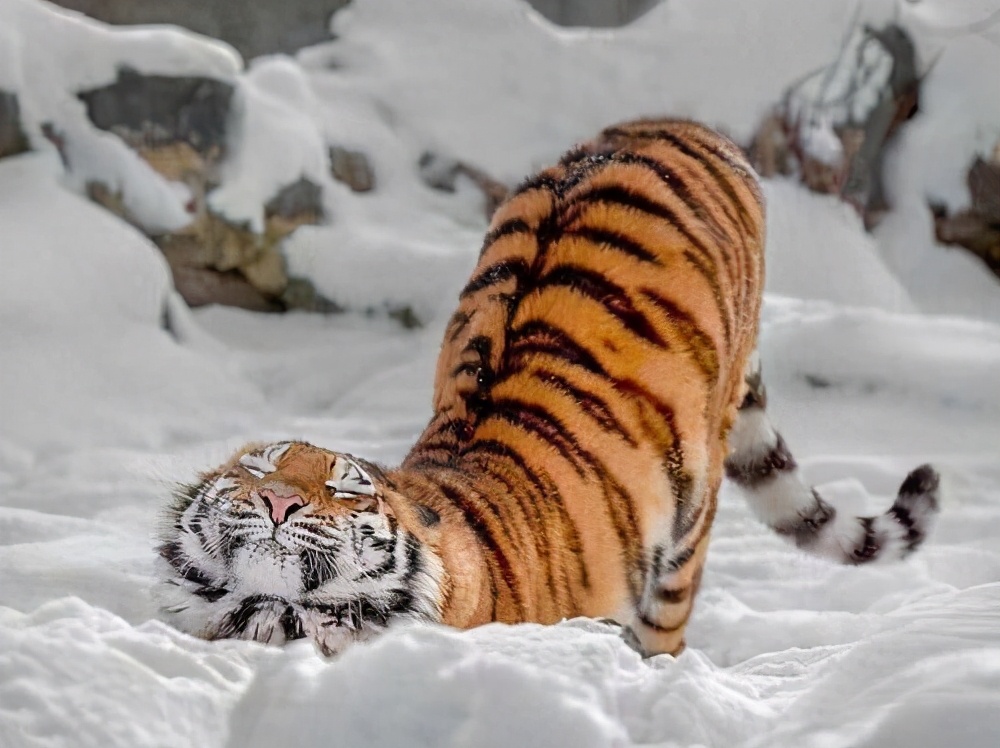 青蛙蜈蚣蛇三种动物哪个厉害,为什么蜘蛛比螃蟹可怕