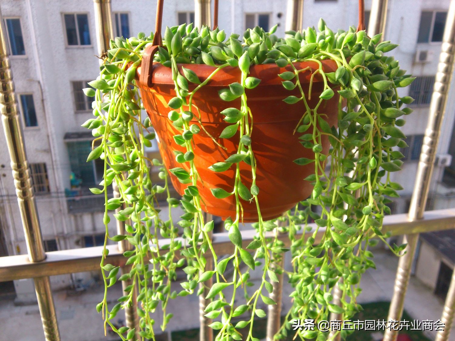 稻壳灰有什么好处,稻壳灰的作用及使用方法