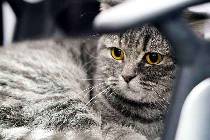 索尼alpha9ii,为奥运会而生