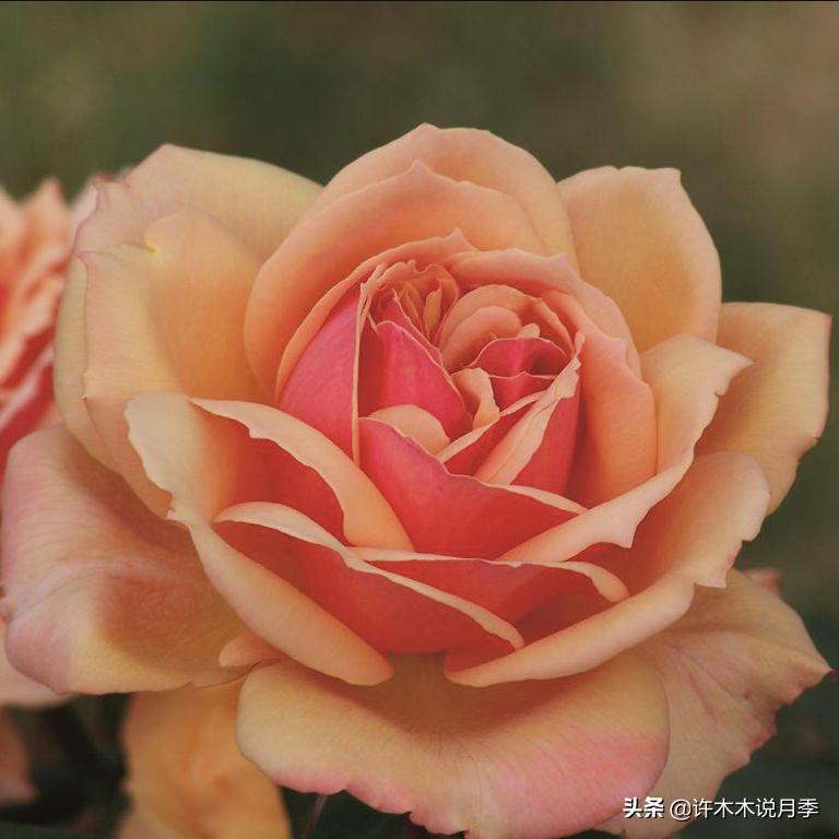 网购月季应该怎么种植？月季移栽后出现黄叶、枯萎是什么原因呢？