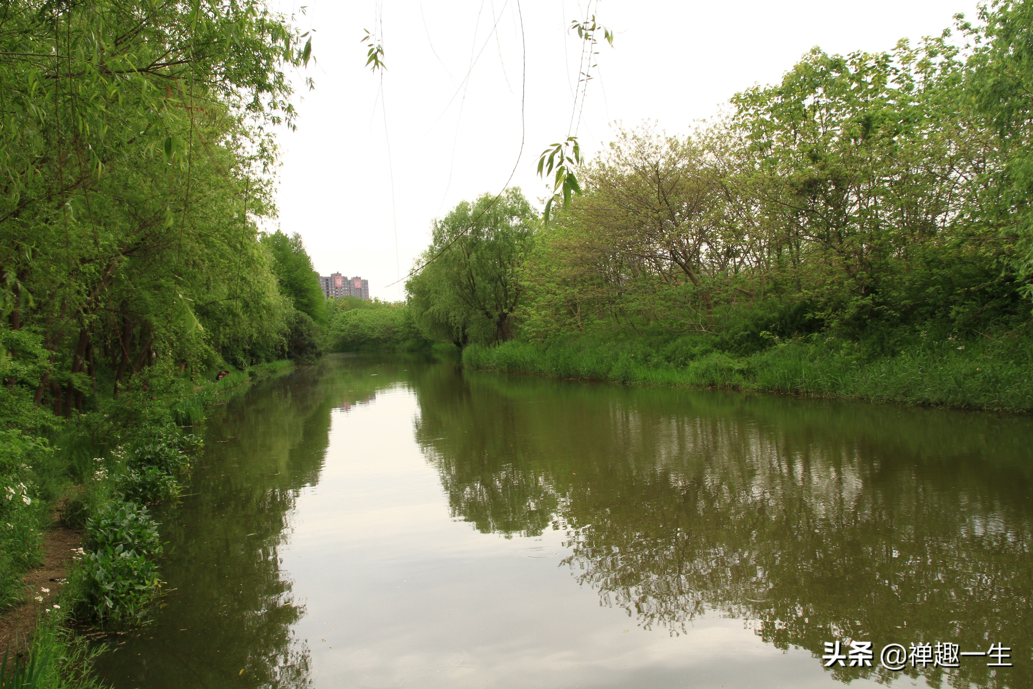 九曲江湾，十里湿地，鸟语花香，沪上最美中心城区，您去过吗？