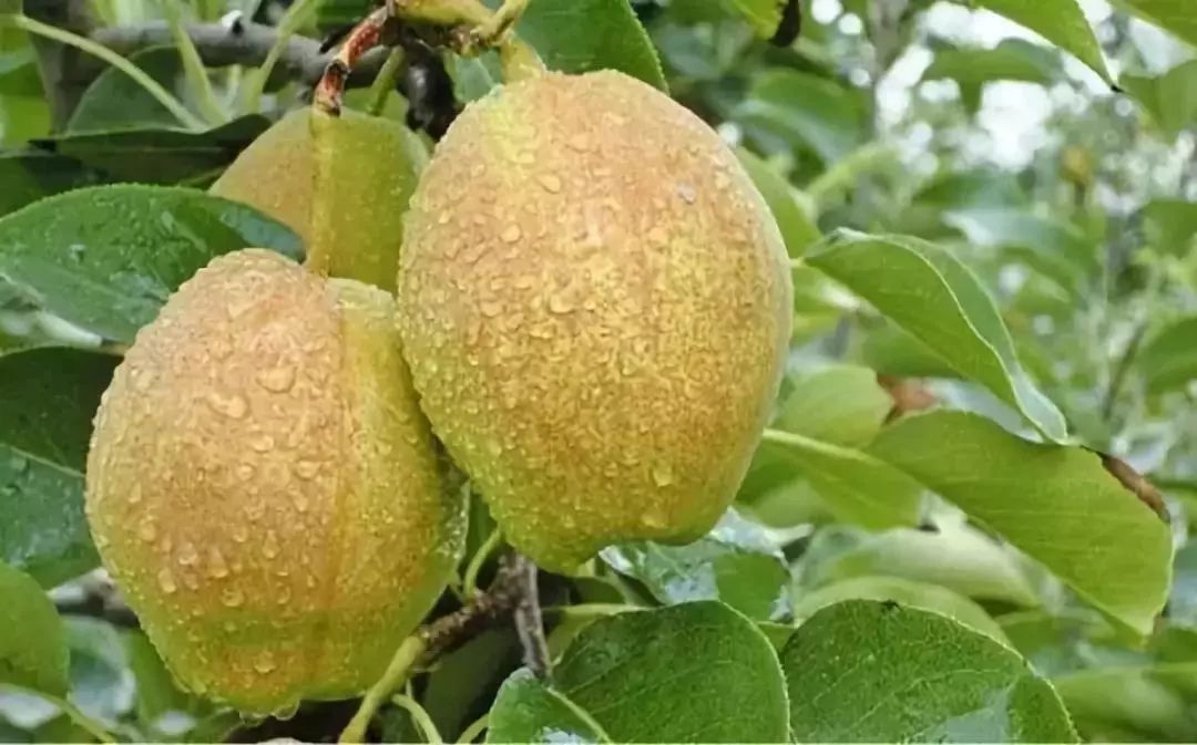 产自*疆新**，来自“梨城”，由于皮太薄肉太脆运输不便，常被冒充