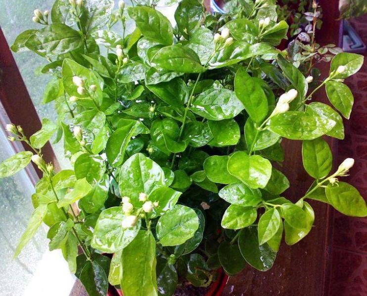 刚买茉莉花怎么养护好,6月份买的茉莉花如何养护长新芽