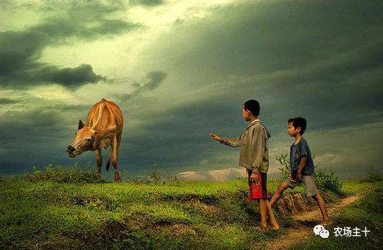 你是否曾经也向往过农村生活,向往田园生活和体验往往有差距