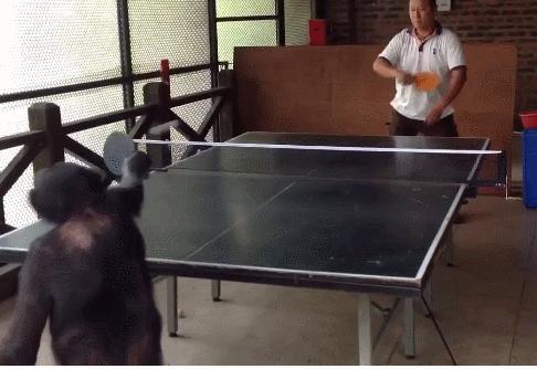 盘点被电鳗电死的人,鳄鱼咬住电鳗当场死亡