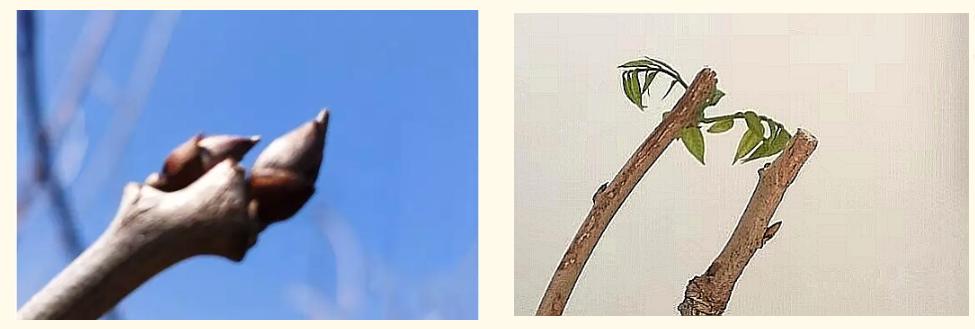 长穗紫藤花的养殖方法,紫藤花日常养护知识点