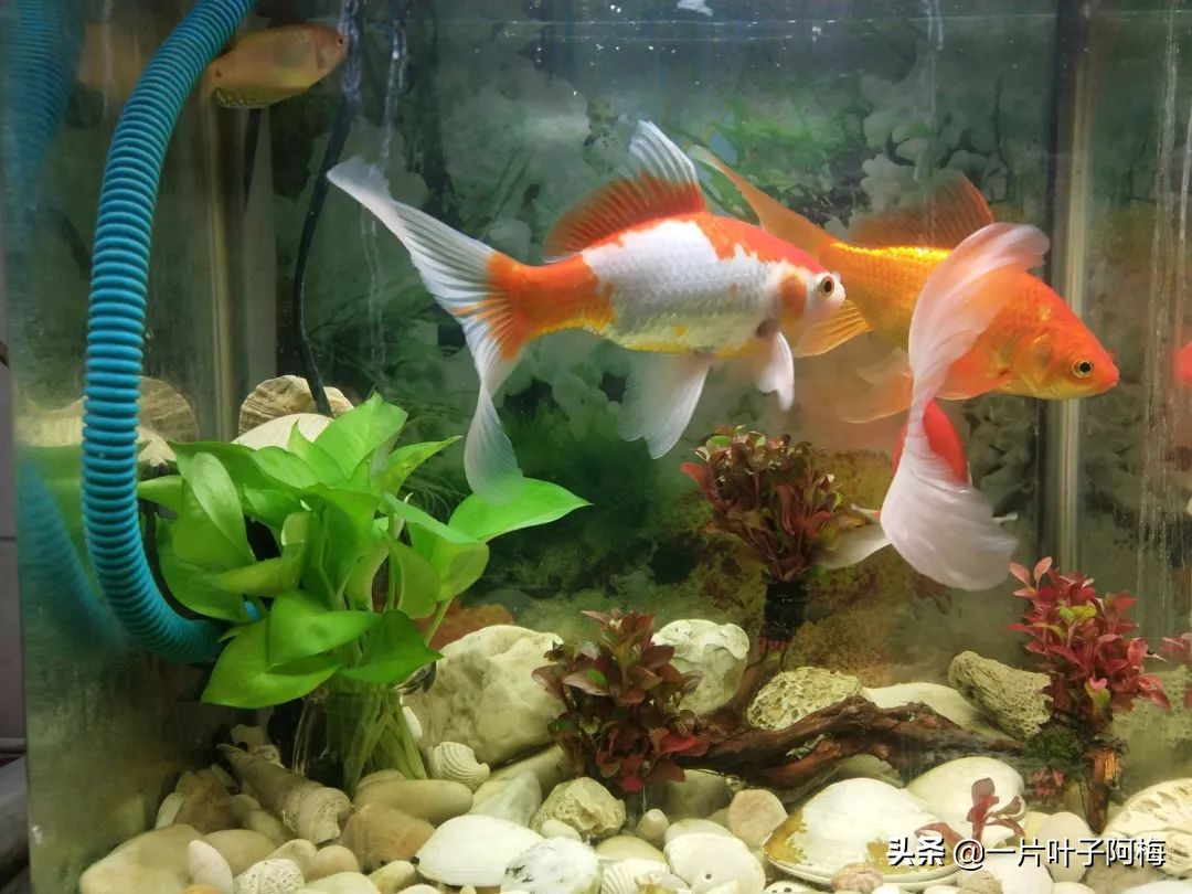 鱼缸不一定只能养鱼，养不活的花丢鱼缸里，沾水立马就疯长