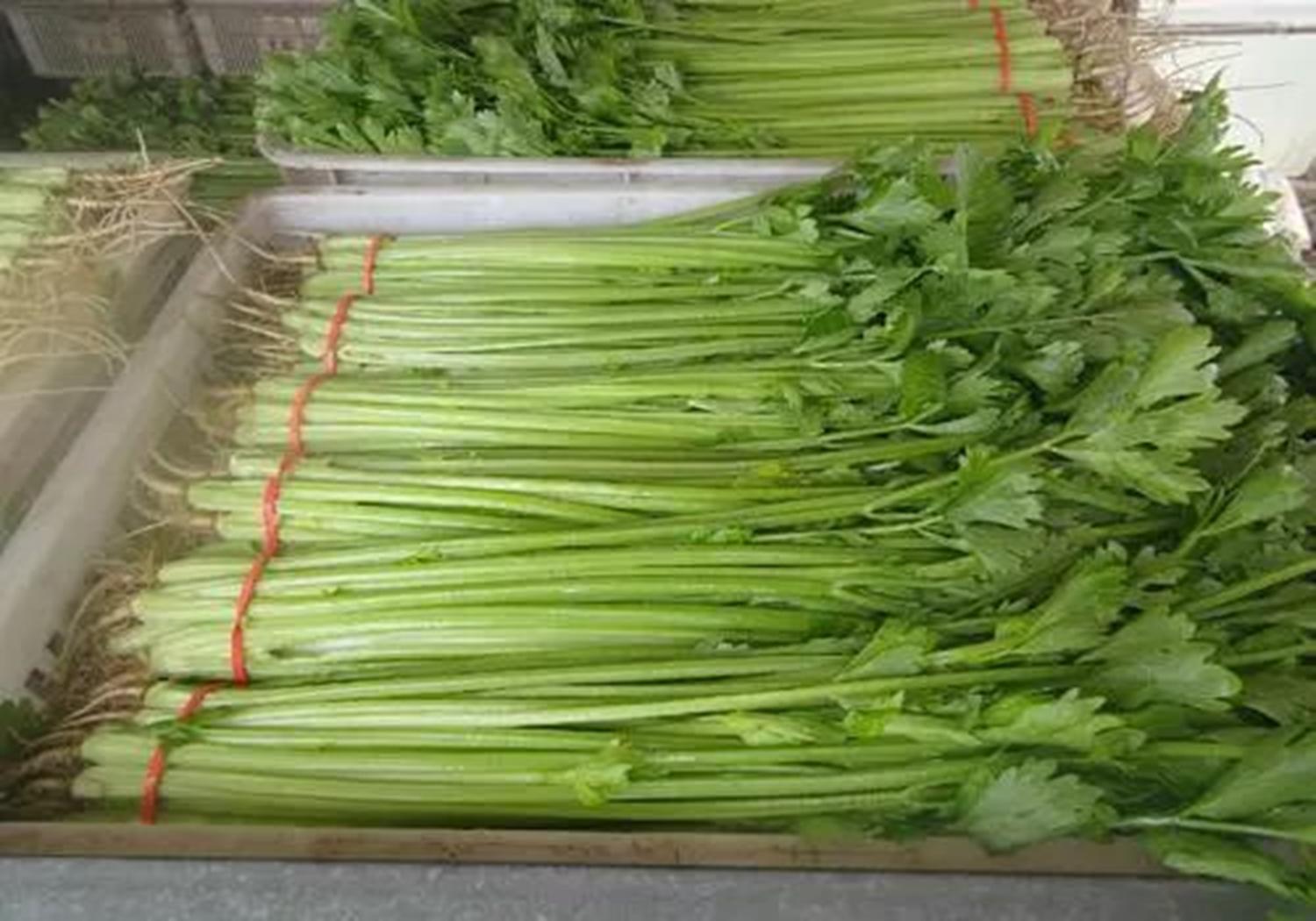 芹菜大棚种植技术和方法,温室种植芹菜有哪些科学育苗方法