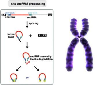 小胖威利查染色体还是基因,小胖威利症是遗传病吗