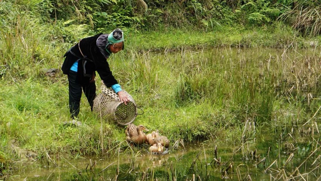 贵州黄岗侗寨优美视频,黄岗侗寨全景视频