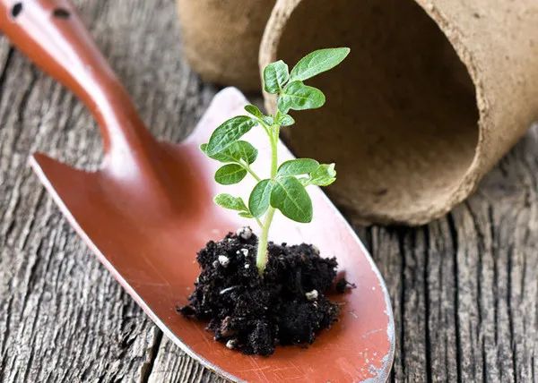 怎么测试花土ph值,怎么测花土的酸碱度