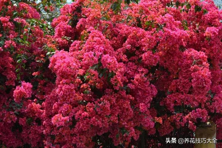 这十种爬藤花一开就是三年,3种极品爬藤花30天爬满庭院农村