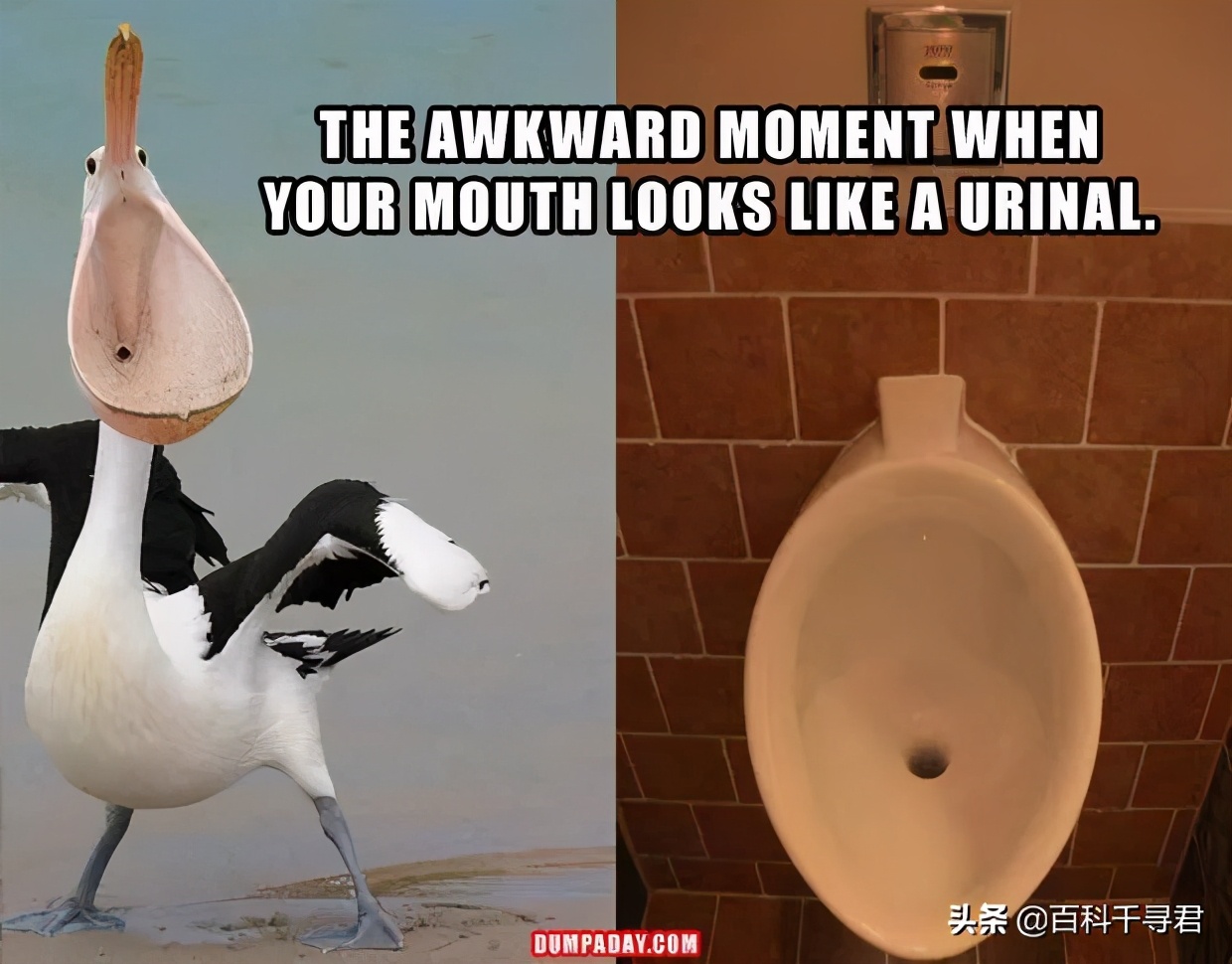 鹈鹕吞猎物到肚子里是怎么样的,鹈鹕会吞掉同类吗