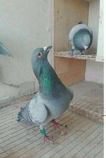 鸽子这六种病的防与治(赶快收藏吧)