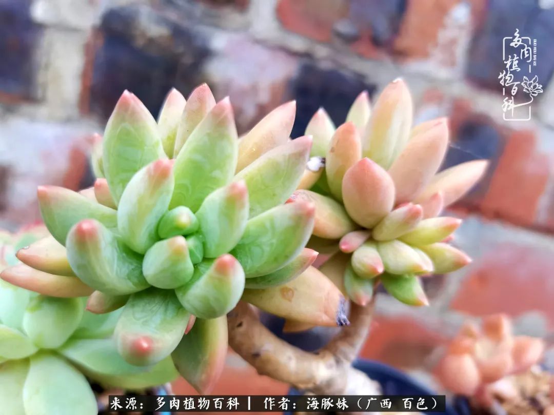 七月的雨,八月的风,多肉植物,我还是喜欢你