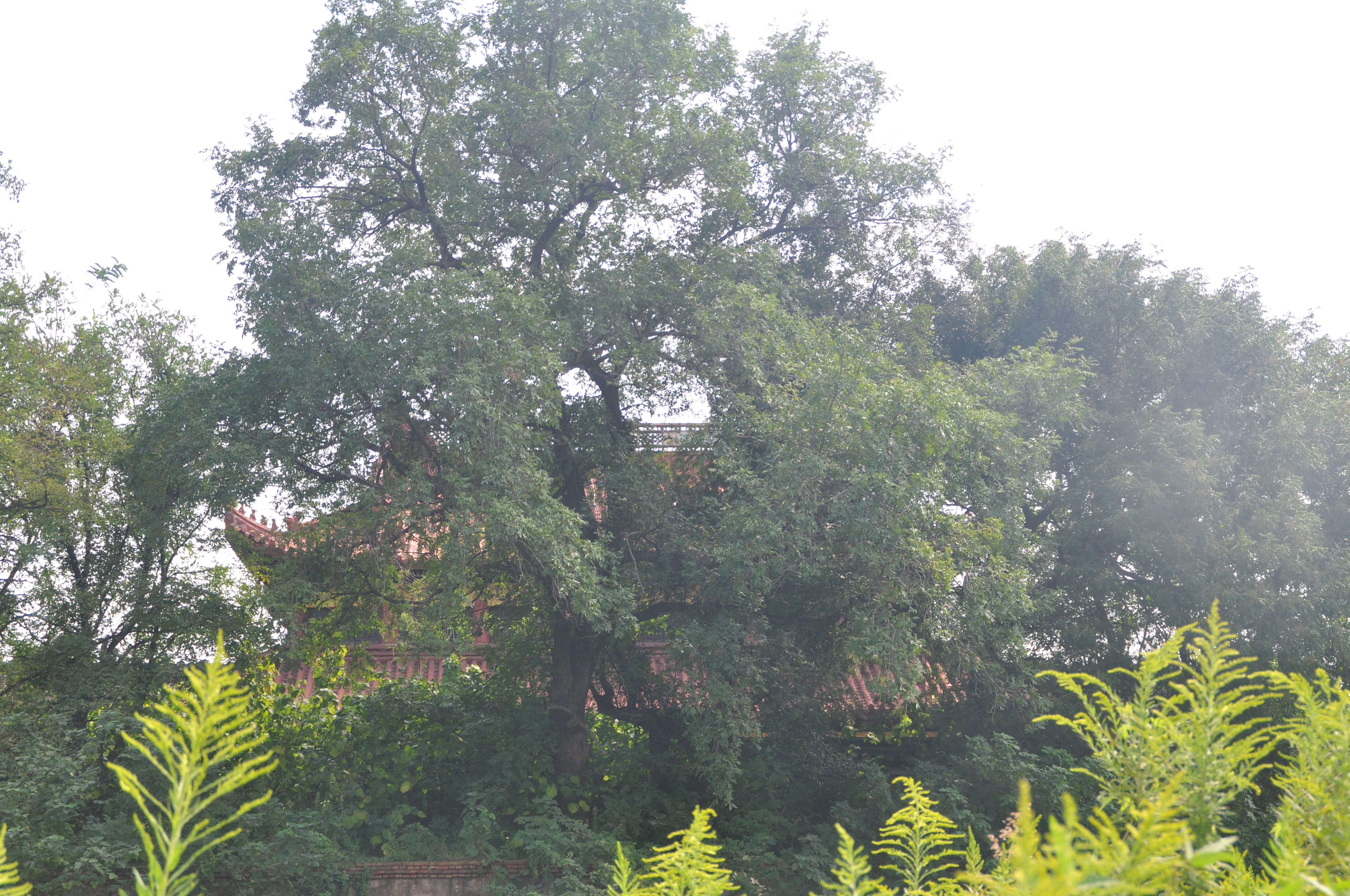 常州胥城遗址,常州遗址景点