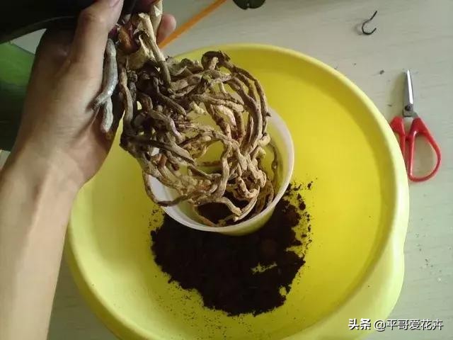 蝴蝶兰最好的烂根补救方法,蝴蝶兰全部烂根最佳补救方法