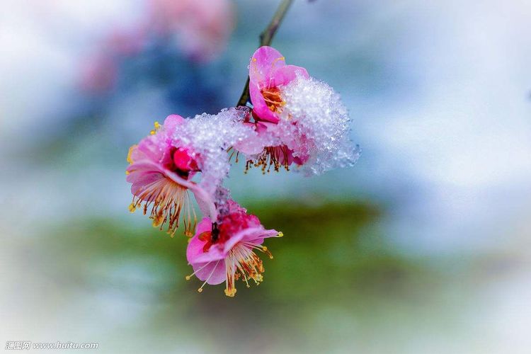 秋韵温柔岁月，冬情惊艳时光