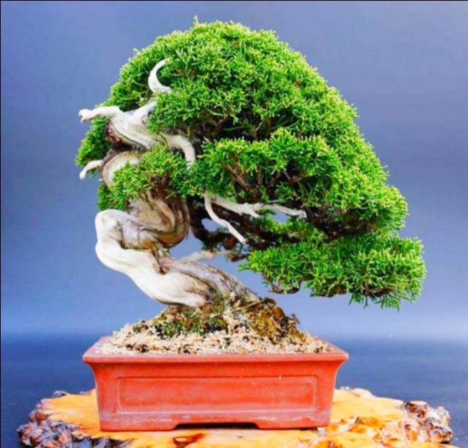 柏树桩盆景的造型,柏树舍利杆与枝条怎么完美过渡