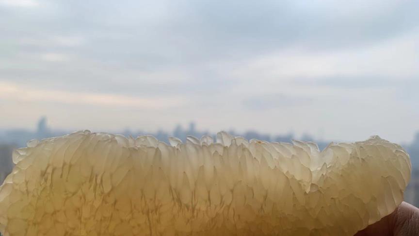 如何挑选质量好的柑橘,柑橘新品种层出不穷如何选择