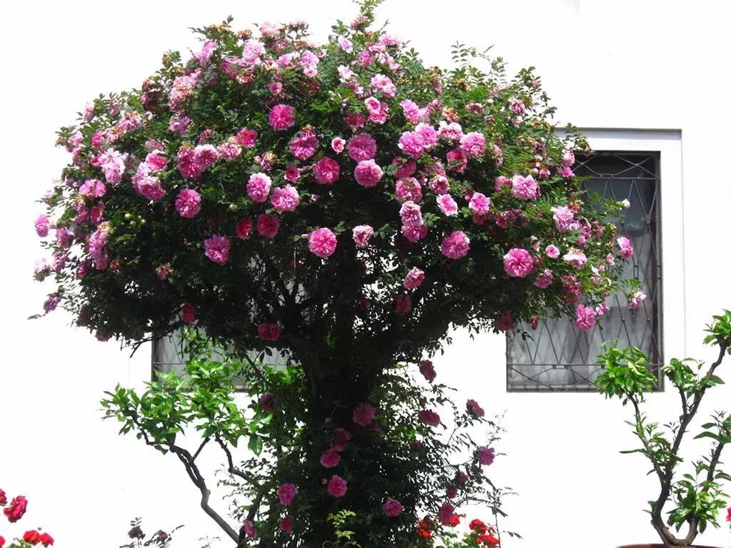 玫瑰和月季和蔷薇的区别图解,月季玫瑰蔷薇芍药牡丹的区别