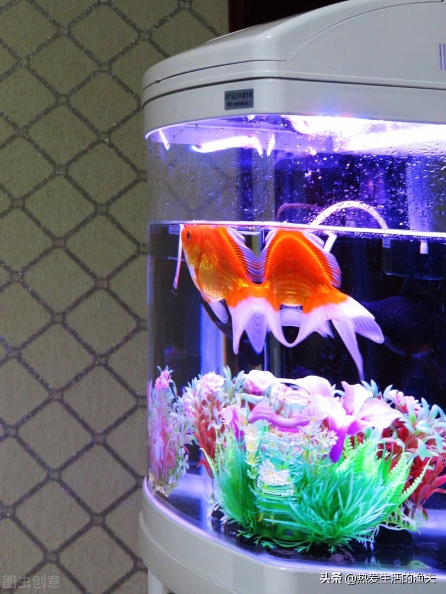 鱼缸上滤水质浑浊怎么解决,上滤鱼缸水浑浊硝化细菌怎样加