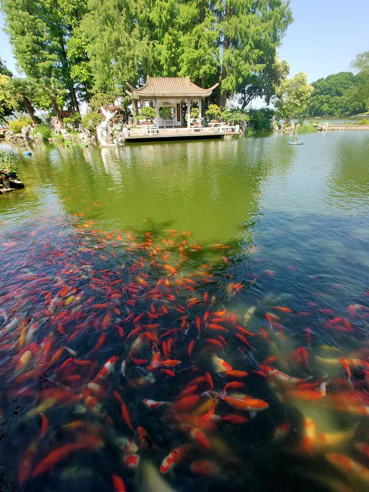 曾作为禁地，与外界隔绝二百六十多年的“玄武湖”，今日锣鼓喧天