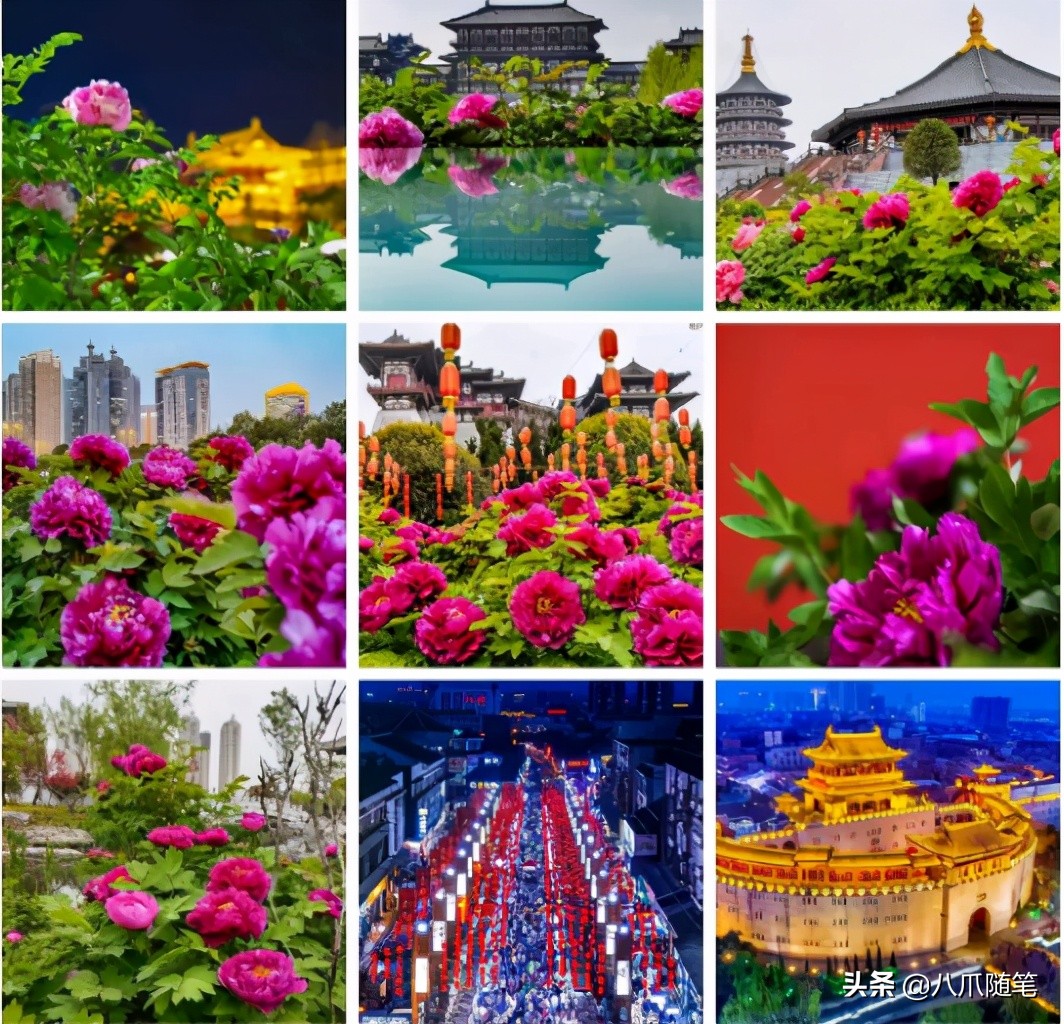 最黑的牡丹黑豹,最黑牡丹黑豹