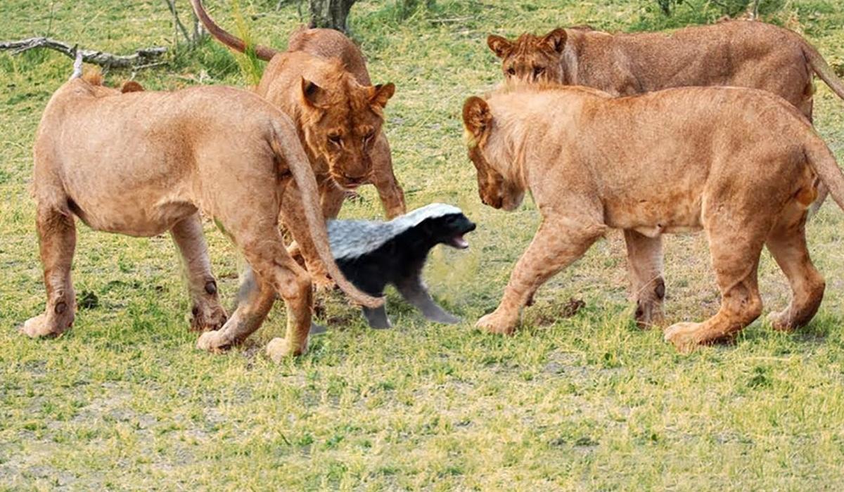 当鬣狗遇到平头哥,鬣狗敢不敢围攻平头哥