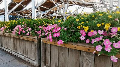 荣耀30pro拍照效果一塌糊涂,荣耀30pro如何拍照才更好看