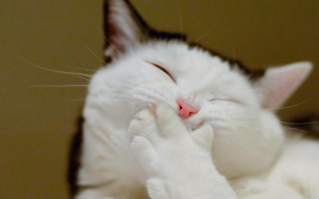 上一秒安静睡觉,下一秒疯狂跑酷,我家猫是不是脑子不正常?