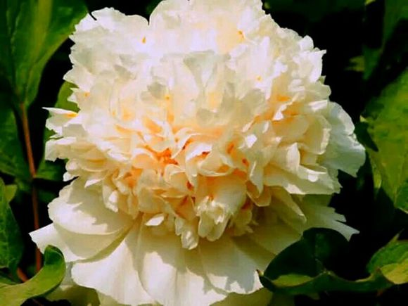 四大名品牡丹哪个好养,观赏牡丹四大名品