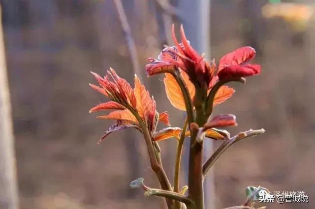 “椿暖花开”来晋城泽州这个村子让你“香椿自由”！