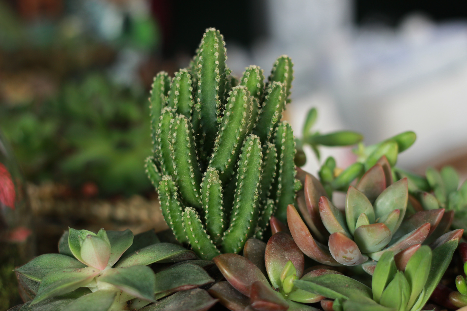 这几种常见的多肉植物有毒,你家里有养吗?