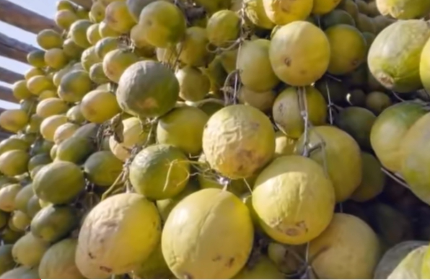 瓜蒌栽培技术视频,中药材瓜蒌种植技术与方法