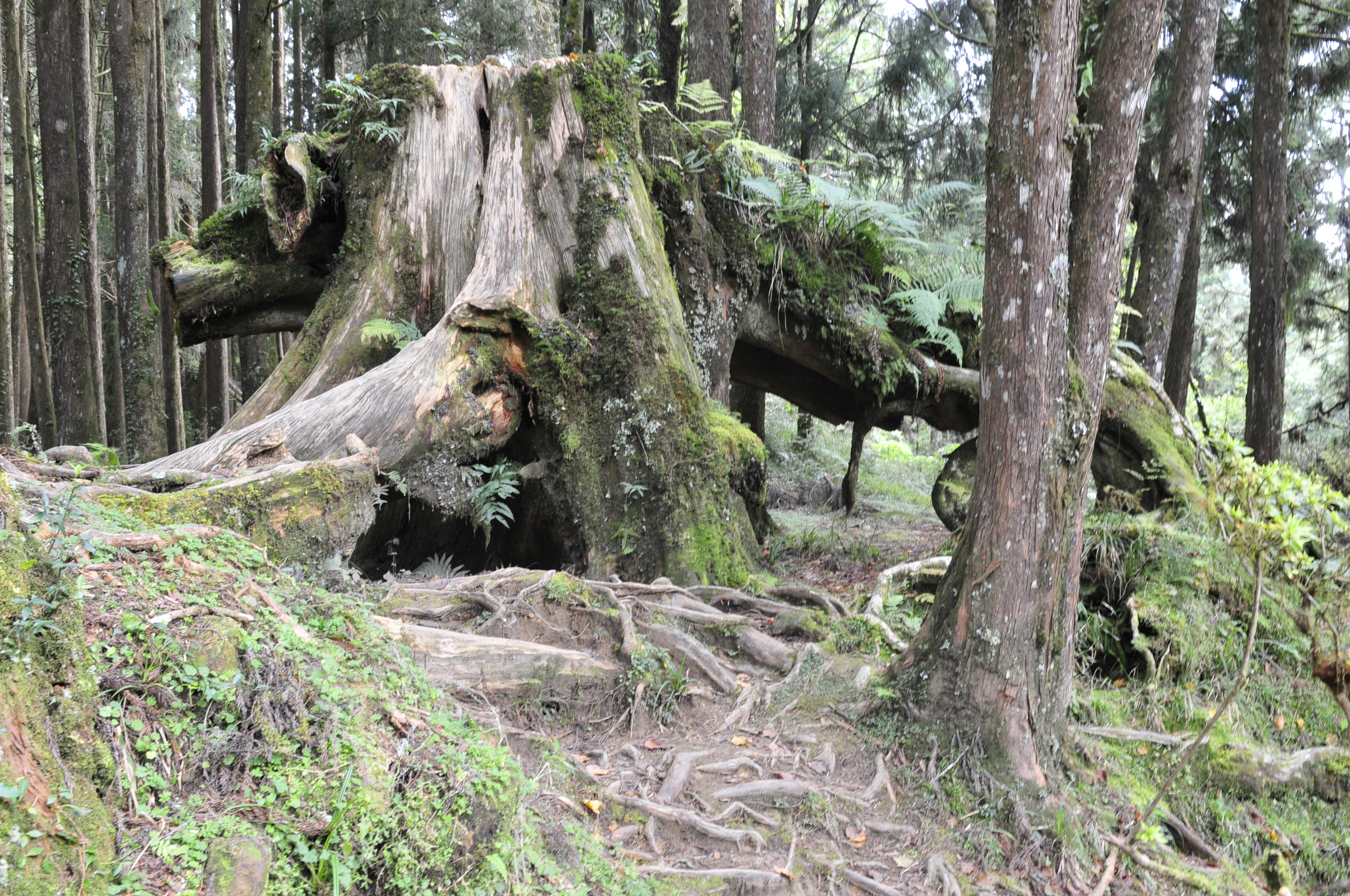 阿里山的故事告诉我们什么,台湾古树的故事