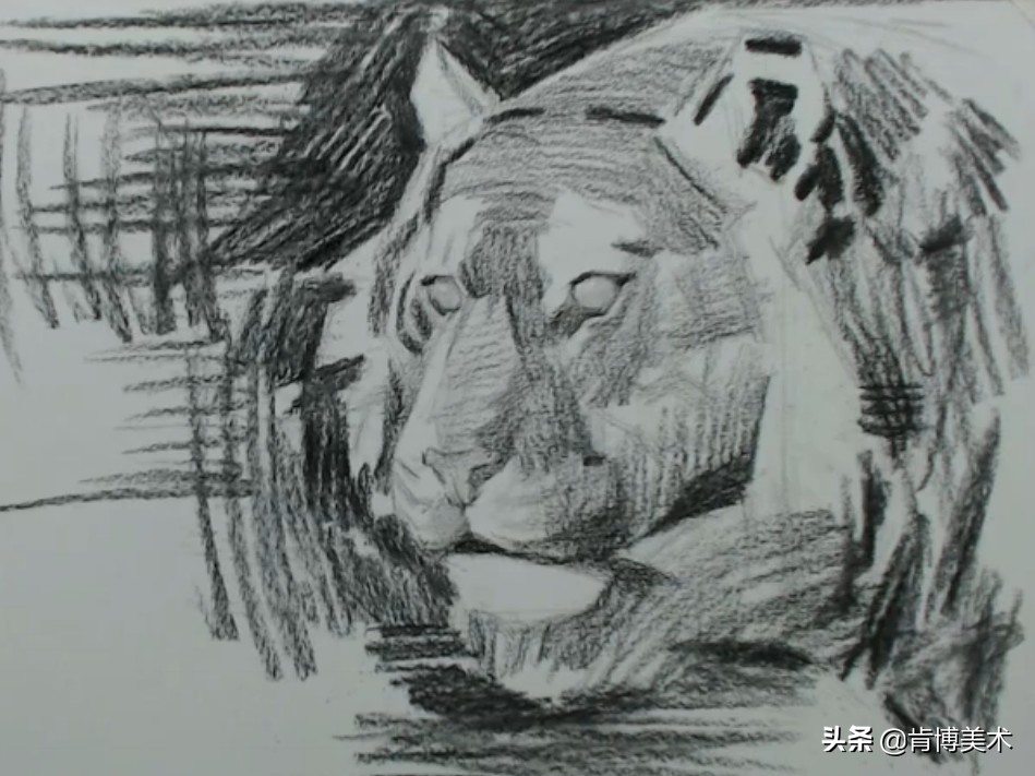 怎么画老虎素描新手,画素描老虎的步骤与方法