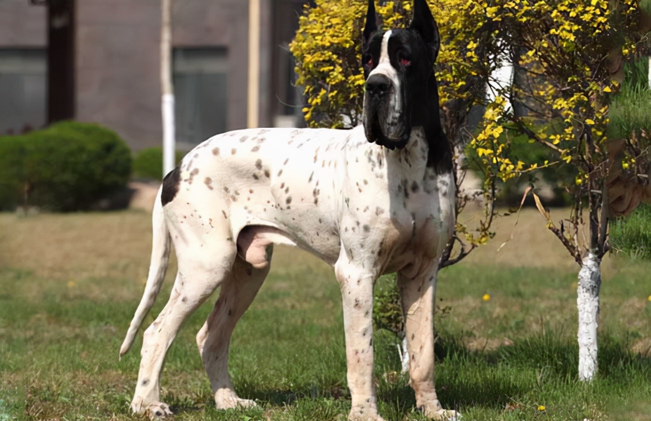 狗狗品种大全及介绍了解一下,狗狗品种怎么挑选最好看