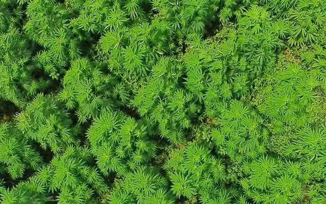 为什么美国媒体说中国是“*麻大**大国”？因为此“*麻大**”非彼*麻大**