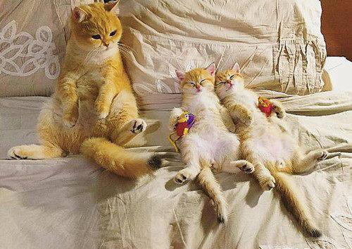 猫妈妈带娃累了咋办,如何帮助猫妈带小猫