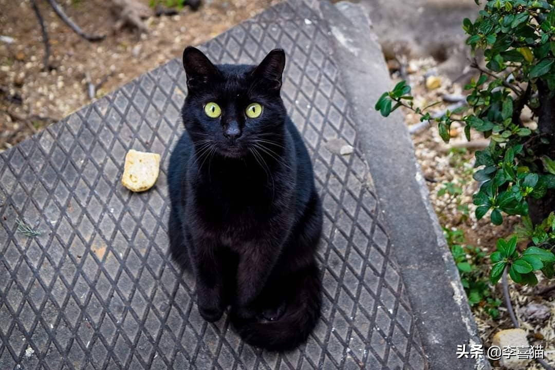 黄瓜吓唬猫会应激吗,盘点猫咪被黄瓜吓一跳的瞬间