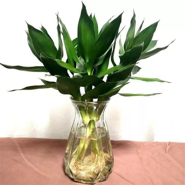 富贵竹没长根叶子黄什么原因,富贵竹根系挺好就是叶片不翠绿